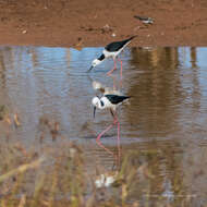 Image of Pied Stilt