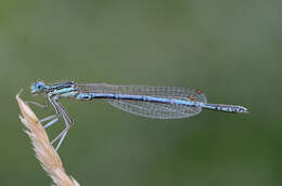 Image of Platycnemis Burmeister 1839