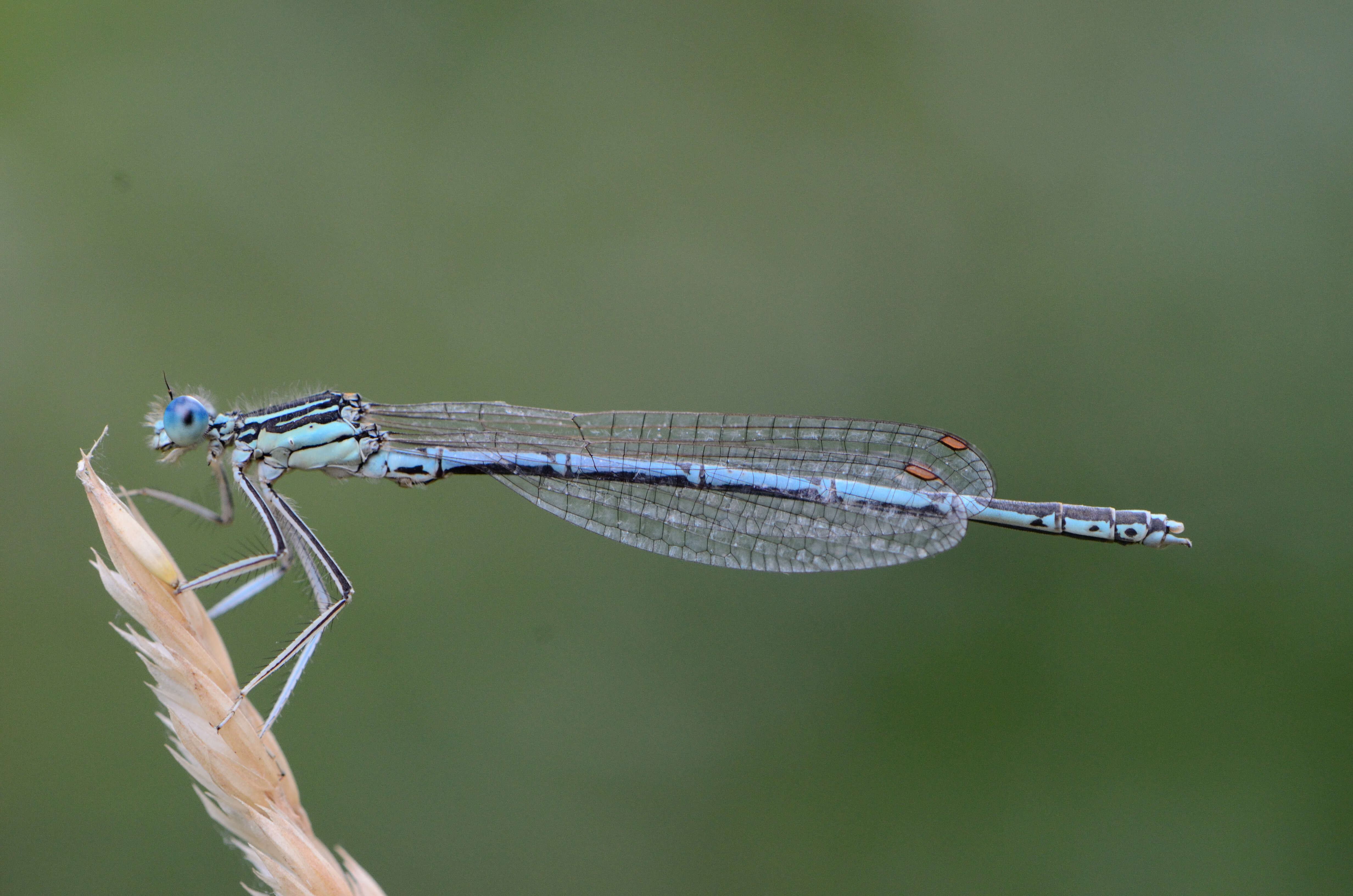 Image of Platycnemis Burmeister 1839