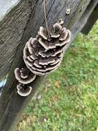 Image of Turkey Tail