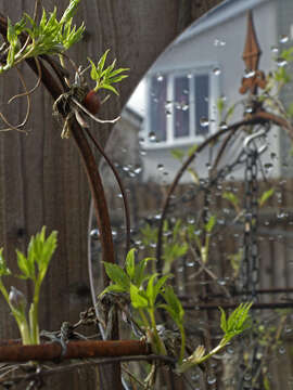 Image of Clematis macropetala Ledeb.