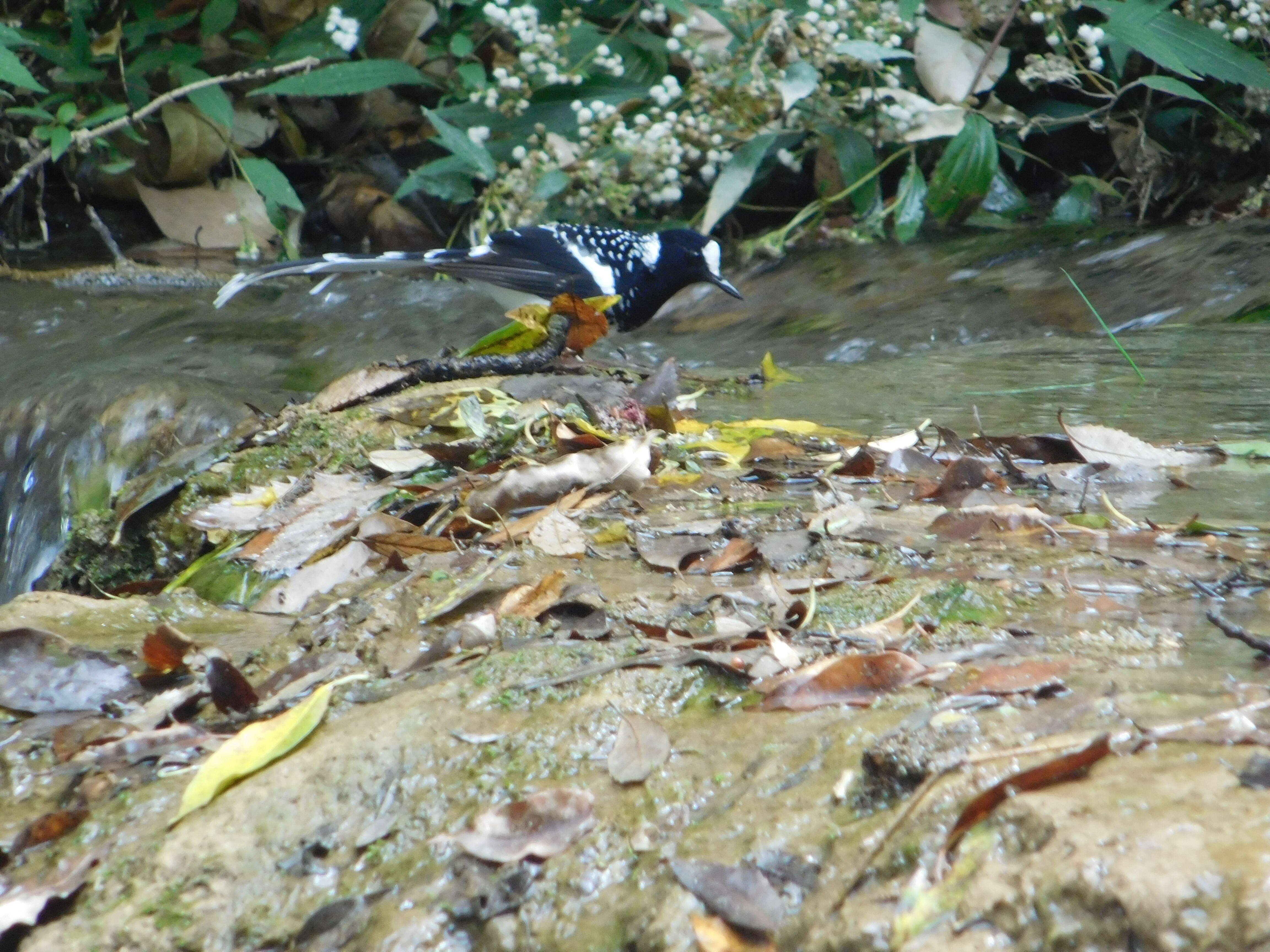 Image of Spotted Forktail