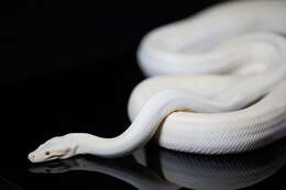 Image of Olive Python