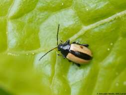 Image of Horseradish Flea Beetle