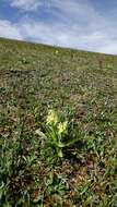 Image of Elder-flowered orchid