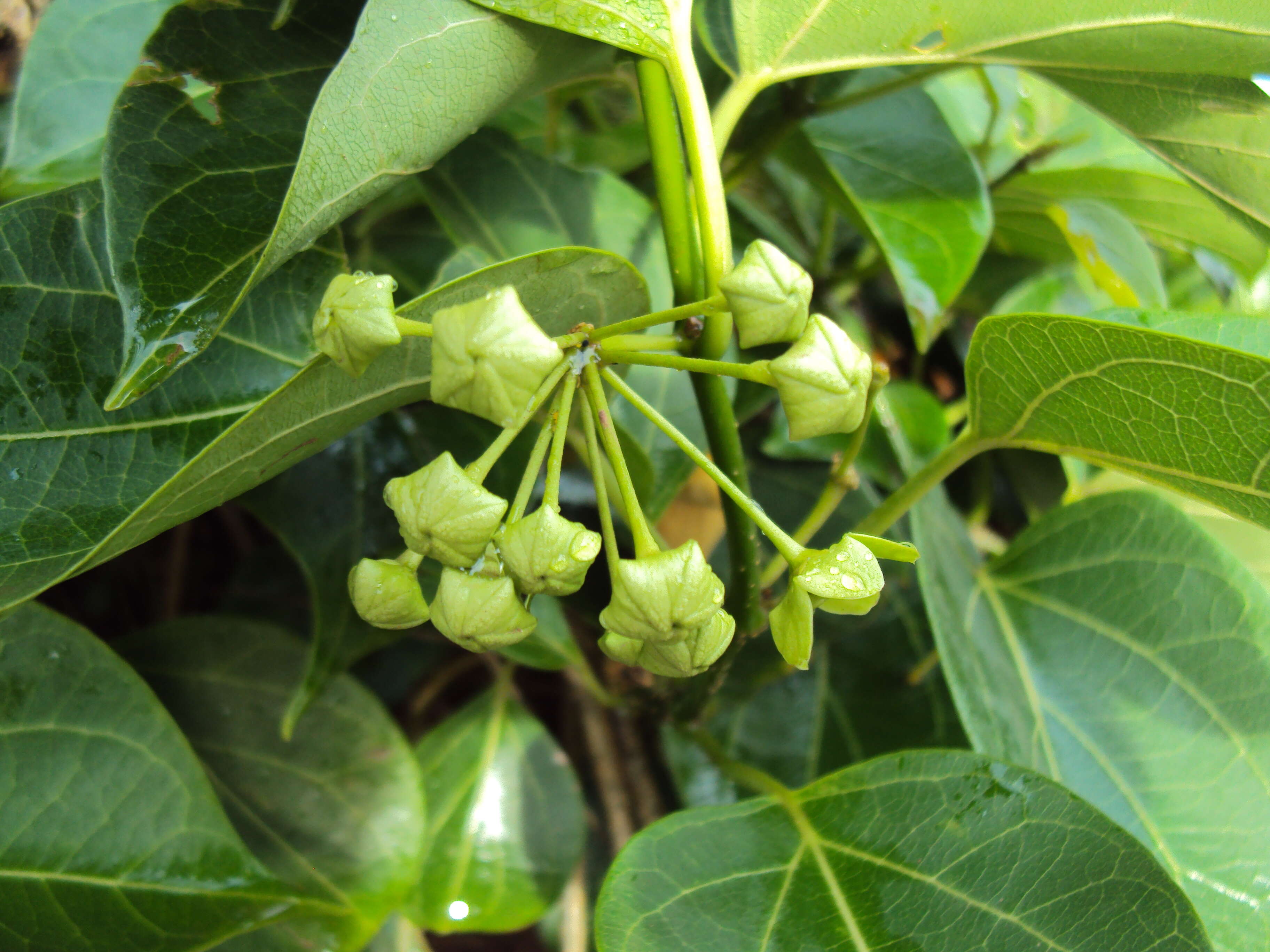 Image of Marsdenia volubilis (L. fil.) Cooke