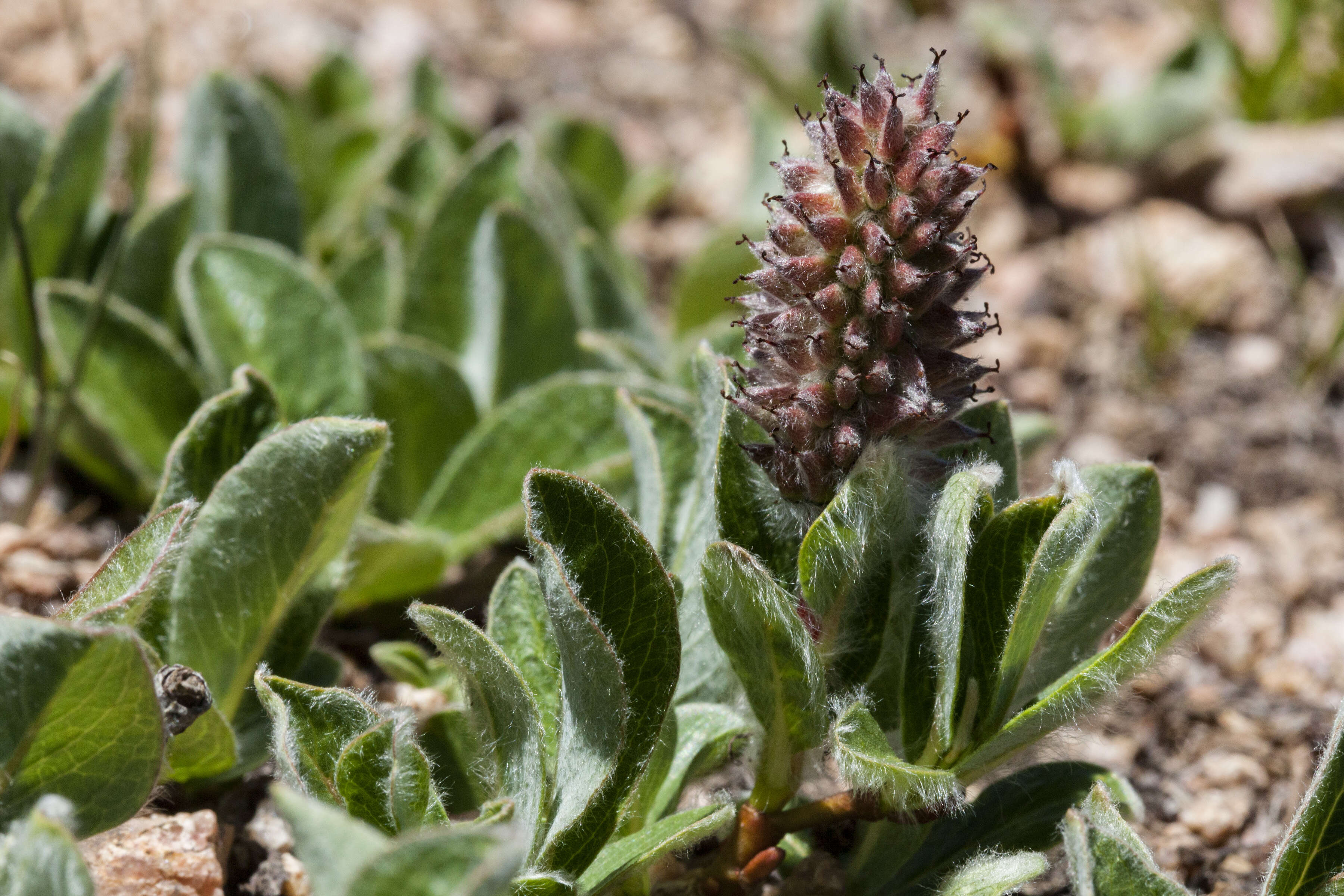 Salix petrophila Rydb. resmi