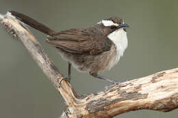 Image of White-browed Babbler