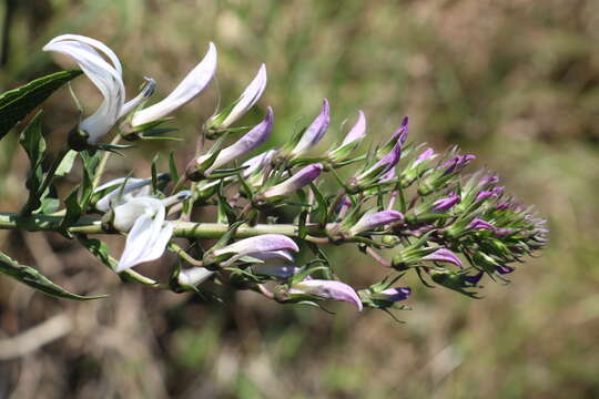 Image de Lobelia nicotianifolia Roth