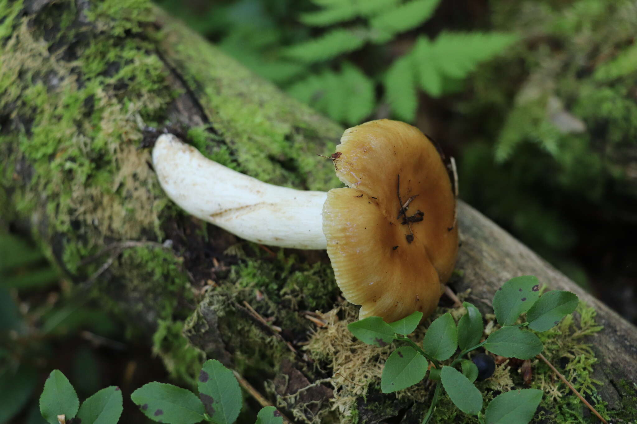 Image of Stinking Russula