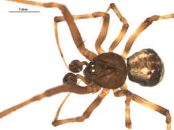 Image of Parasteatoda tabulata (Levi 1980)