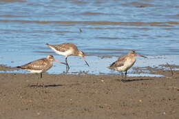 Image of Bar-tailed Godwit