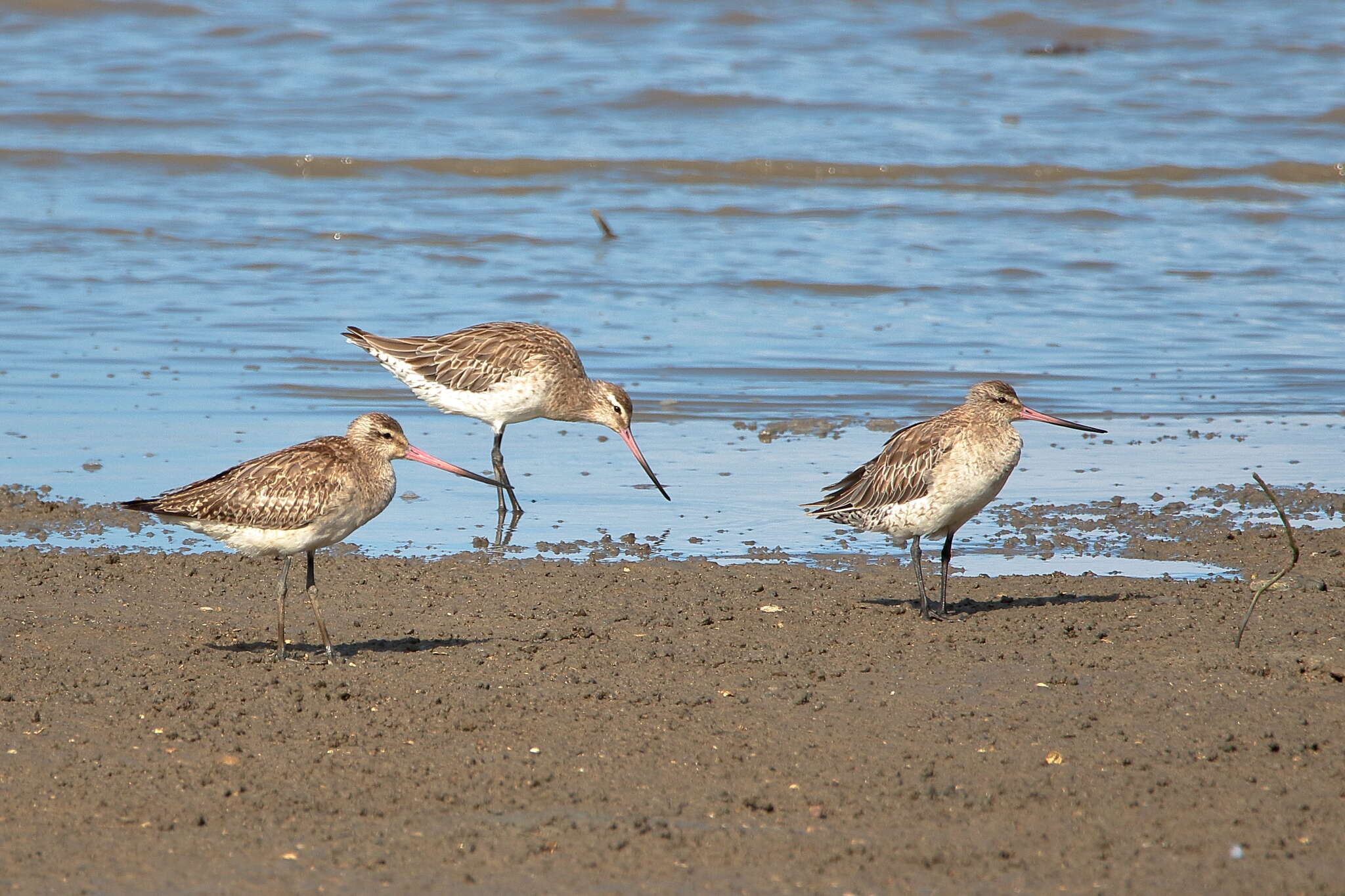 Image of Bar-tailed Godwit