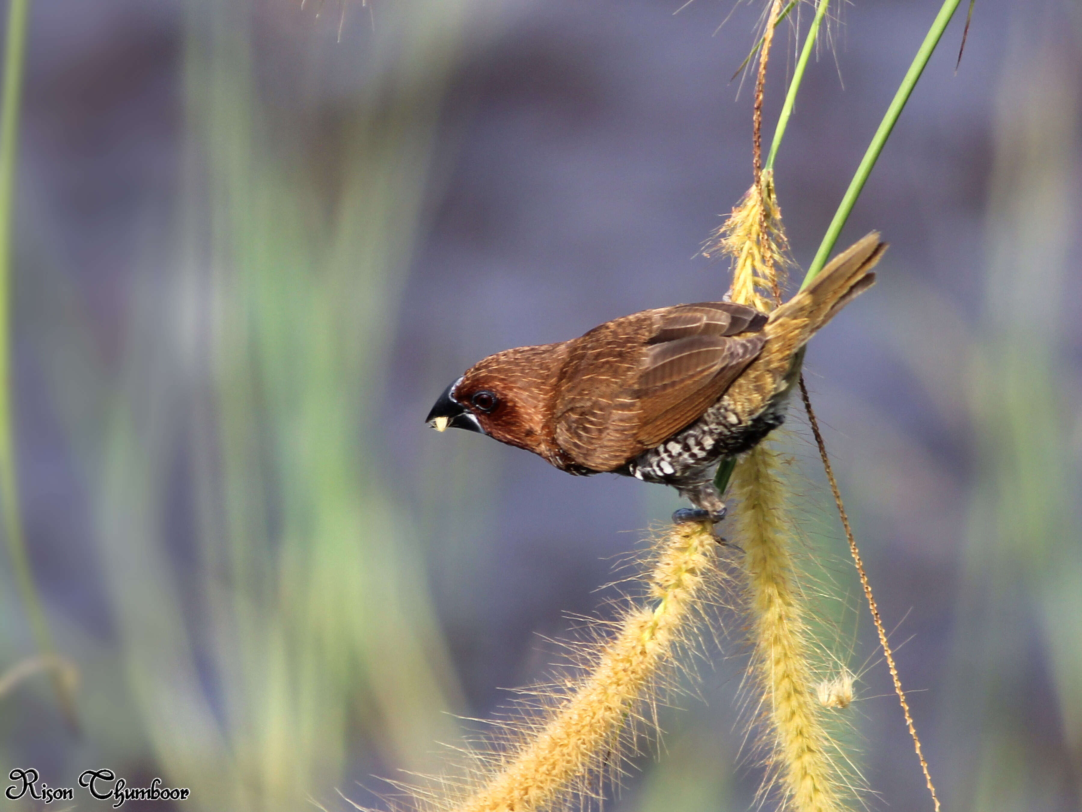 Image of Nutmeg Mannikin