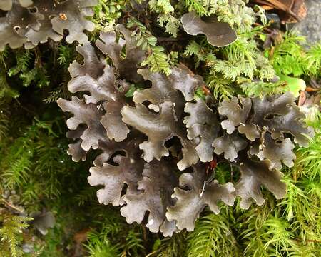 Image of spotted felt lichen