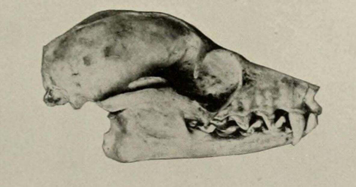 Image of Acerodon Jourdan 1837