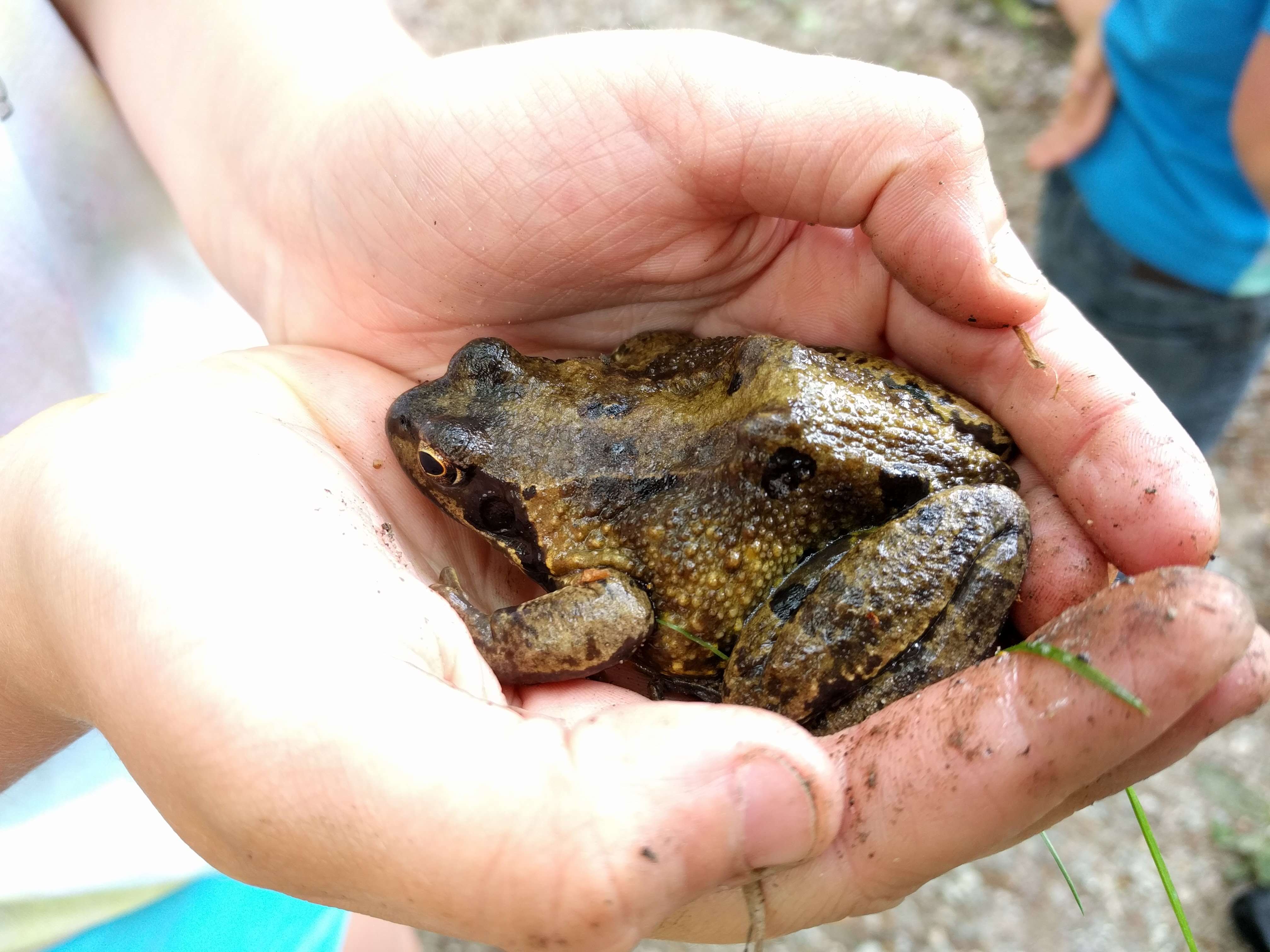 Image of Common frog