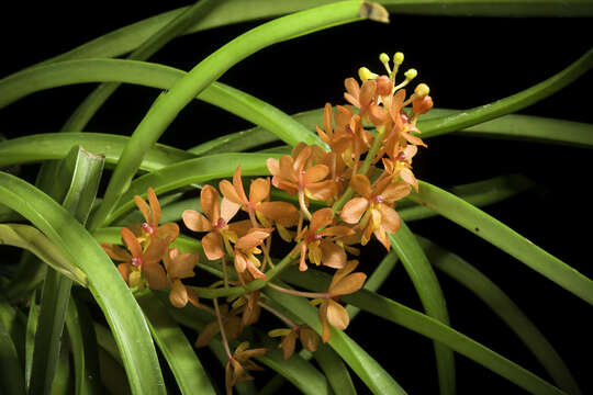 Image of Vanda curvifolia (Lindl.) L. M. Gardiner