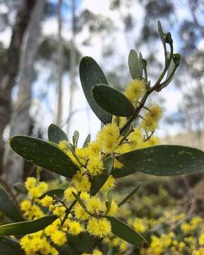 Image of Acacia verniciflua A. Cunn.