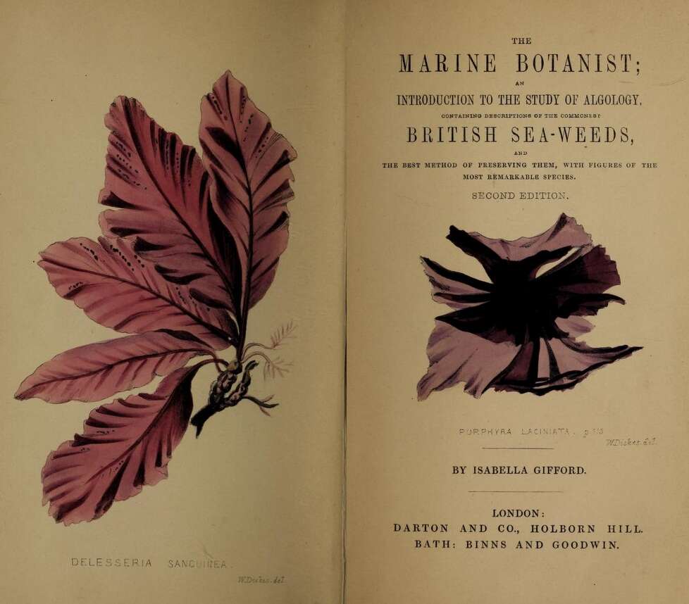 Image of Delesseria sanguinea