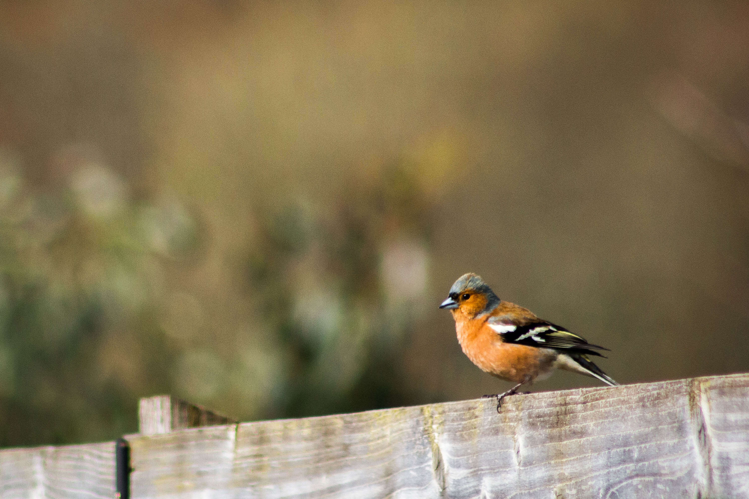 Image of Fringilla Linnaeus 1758