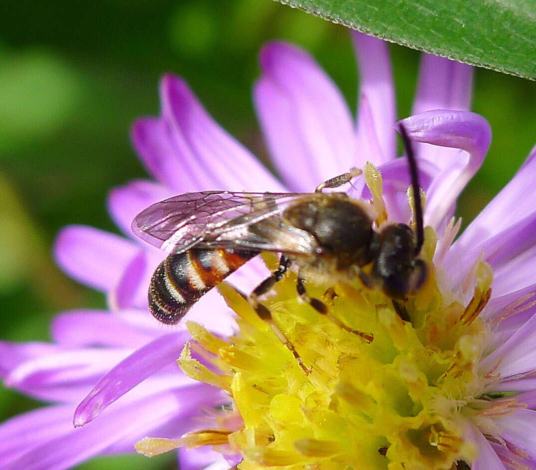 Plancia ëd Lasioglossum calceatum (Scopoli 1763)