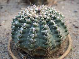 Image of <i>Gymnocalycium quehlianum</i>