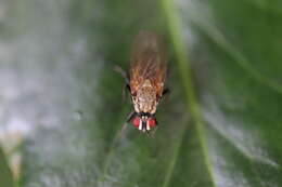 Image of root-maggot flies