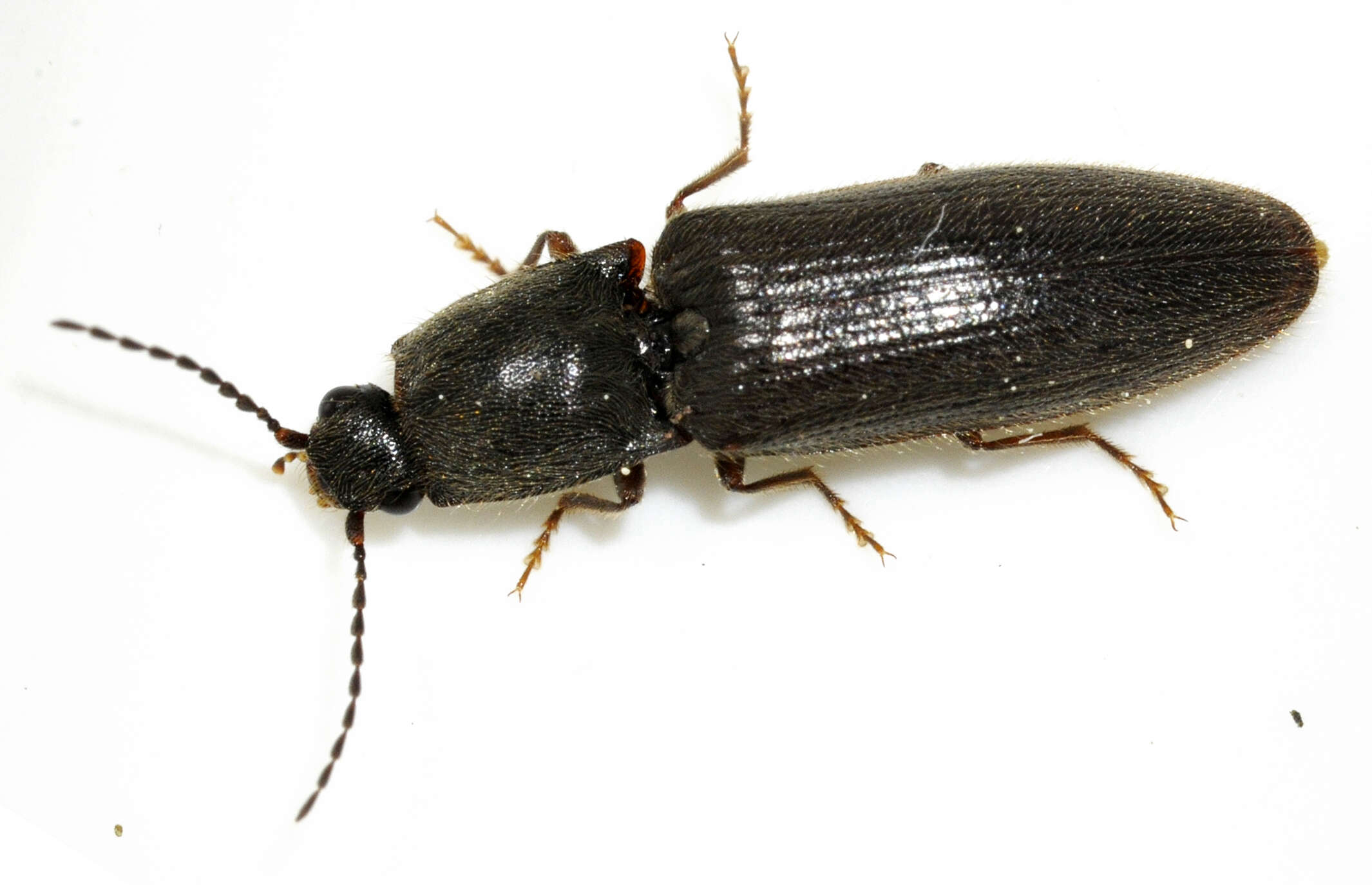 Image of Athous haemorrhoidalis