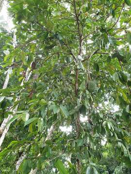 Image of soursop