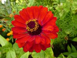 Image of ELEGANT ZINNIA