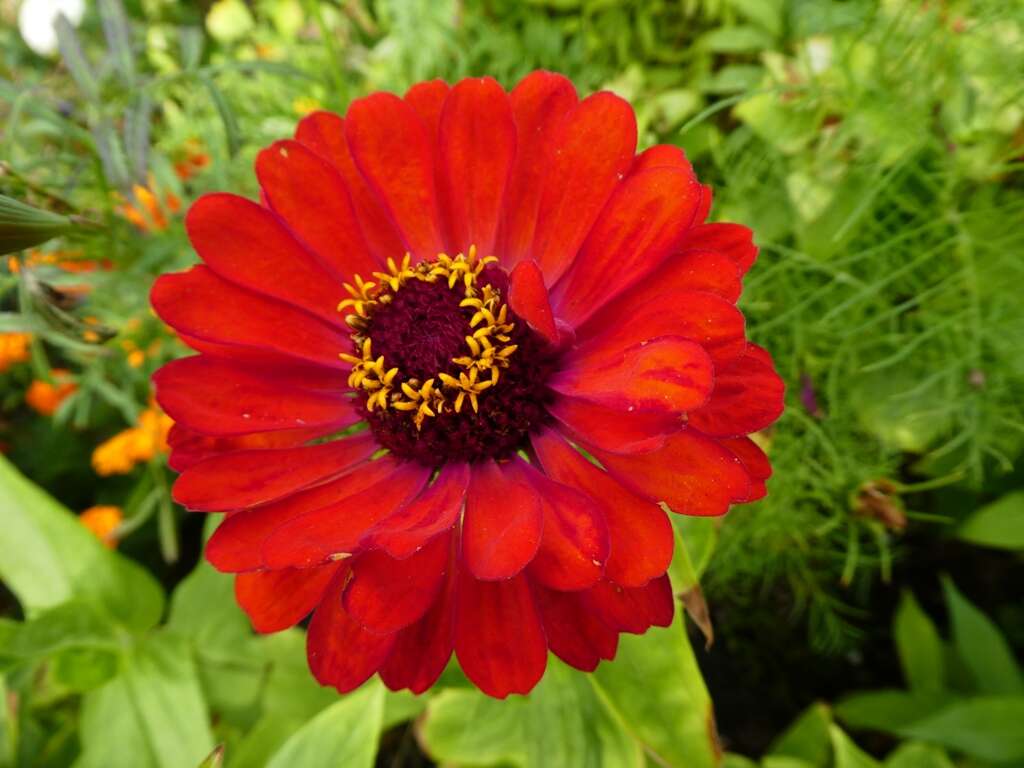 Image of ELEGANT ZINNIA