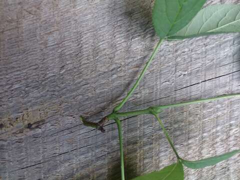 Image de arbre aux pistaches