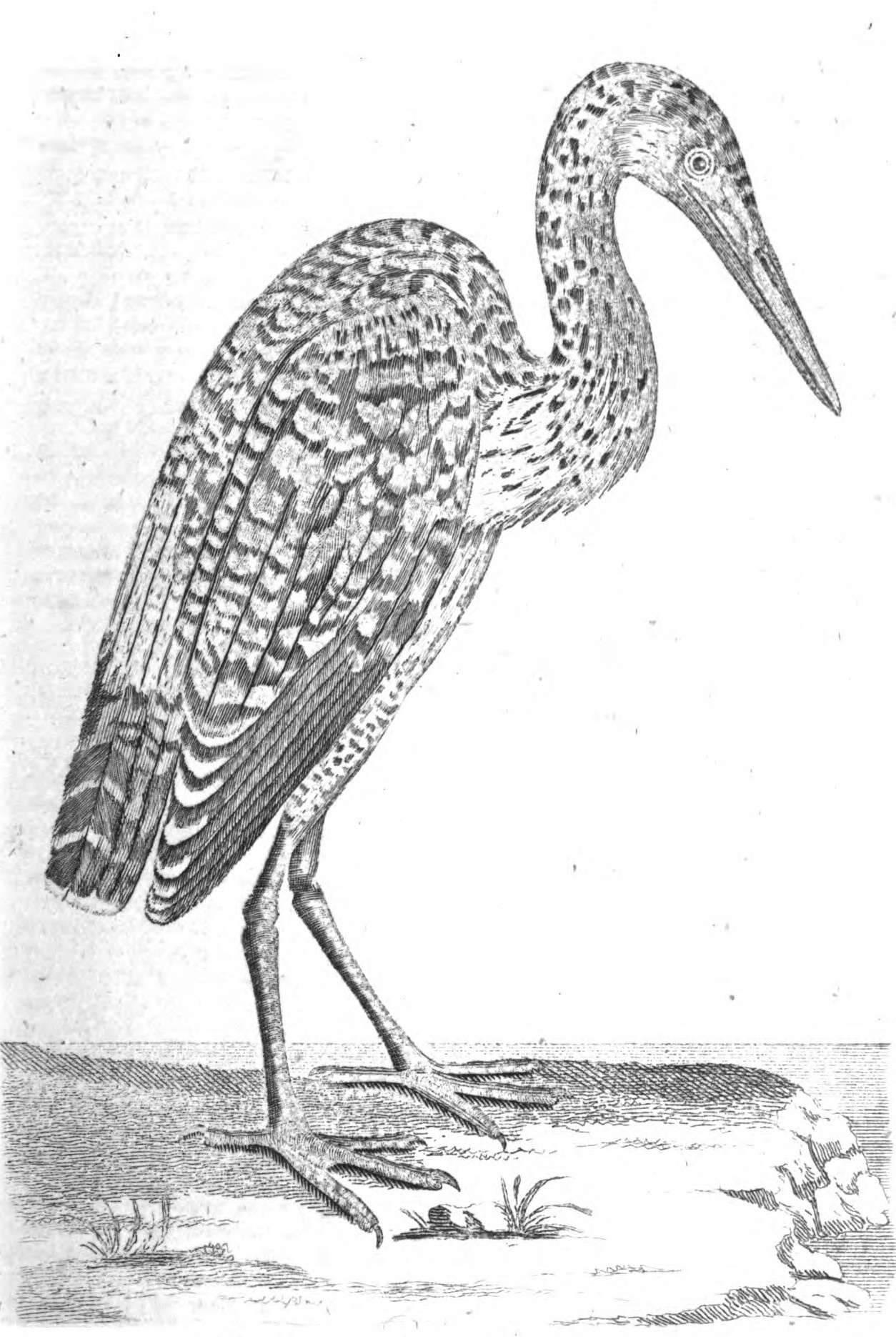 Imagem de Botaurus pinnatus (Wagler 1829)