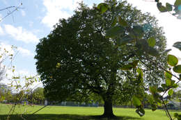 Image of European horse chestnut