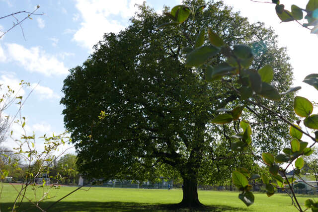 Image of European horse chestnut