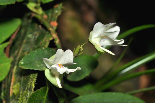 Image de Utricularia asplundii P. Taylor