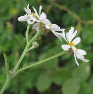 Image of corymbflower tansy