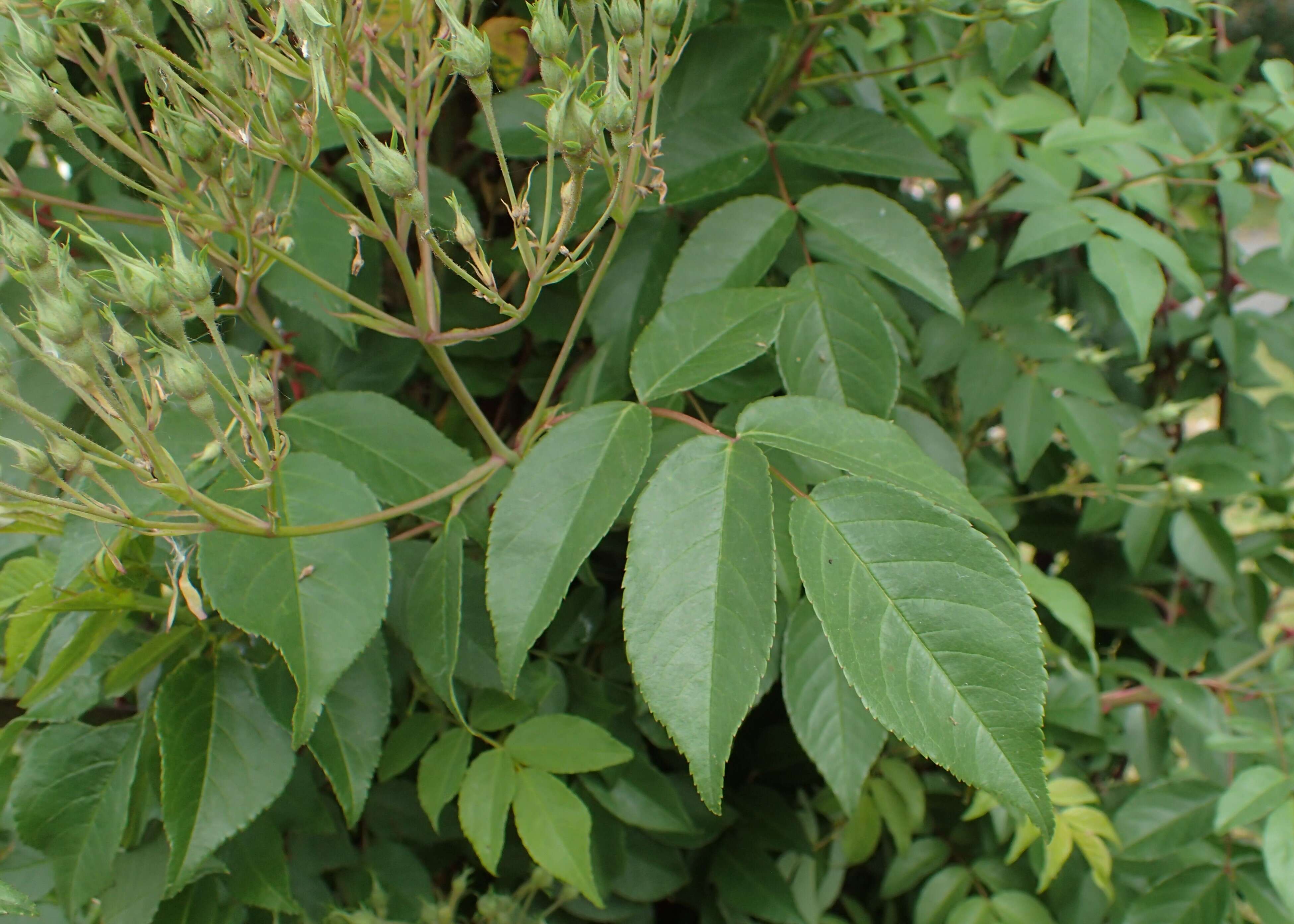 Image of climbing rose