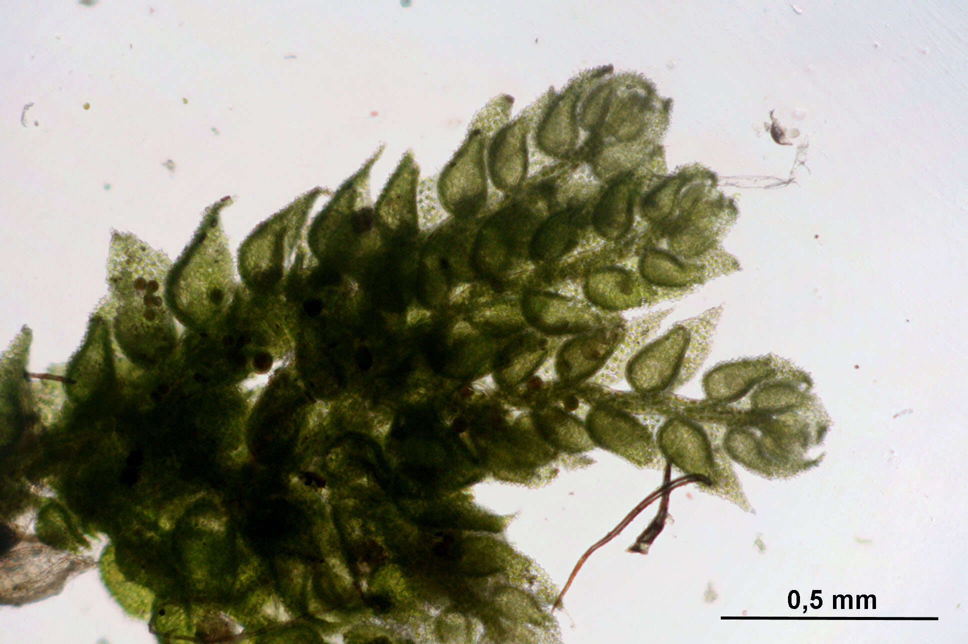 Image of Cololejeunea calcarea (Lib.) Steph.
