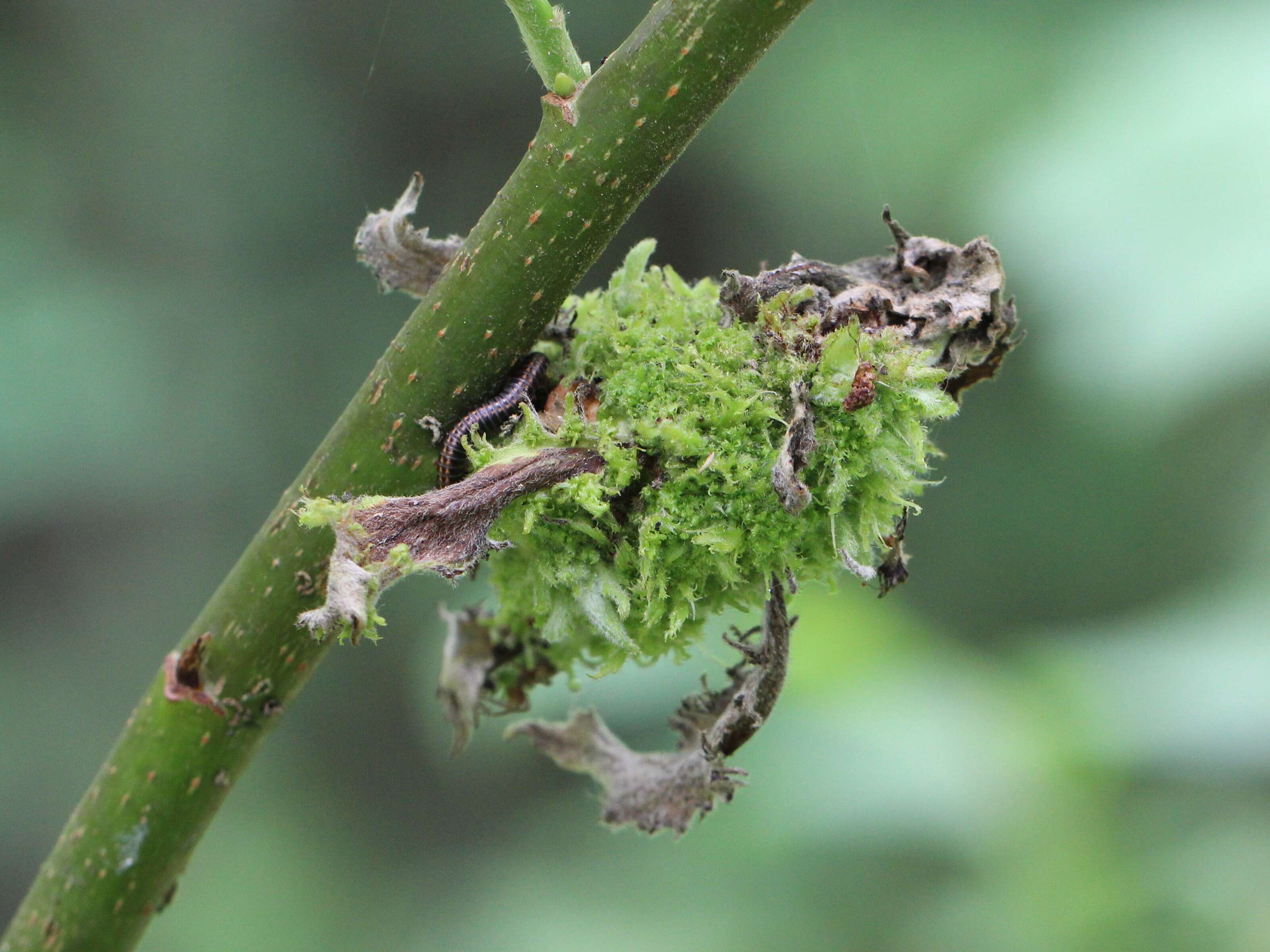 Image de Phytoplasma