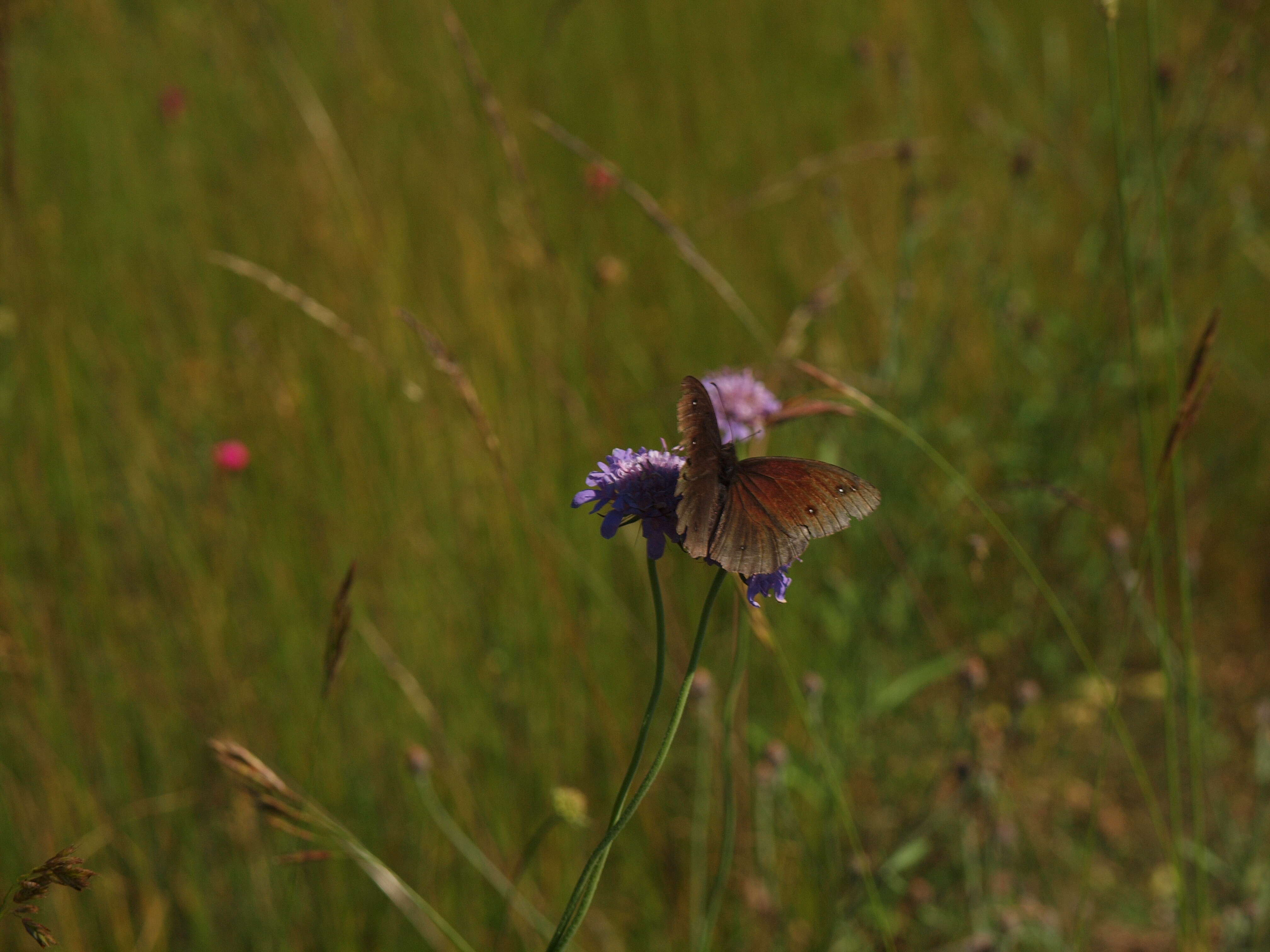 Image of Satyrus ferula