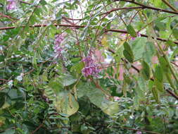 Image of Indigofera pendula Franch.