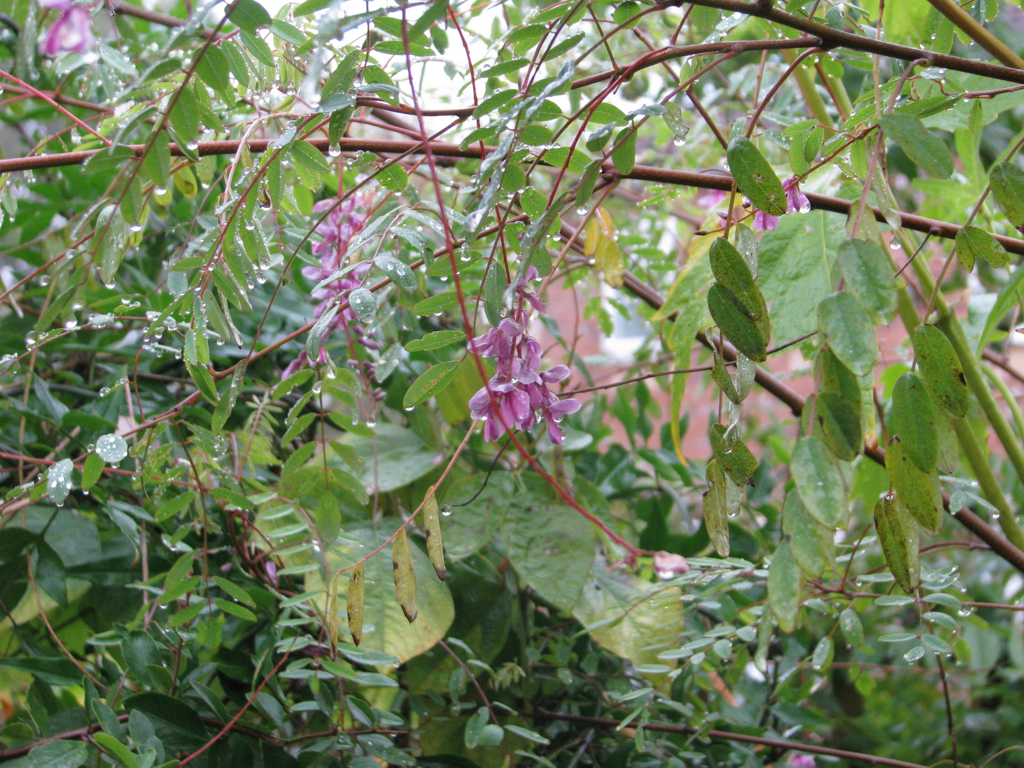 Sivun Indigofera pendula Franch. kuva