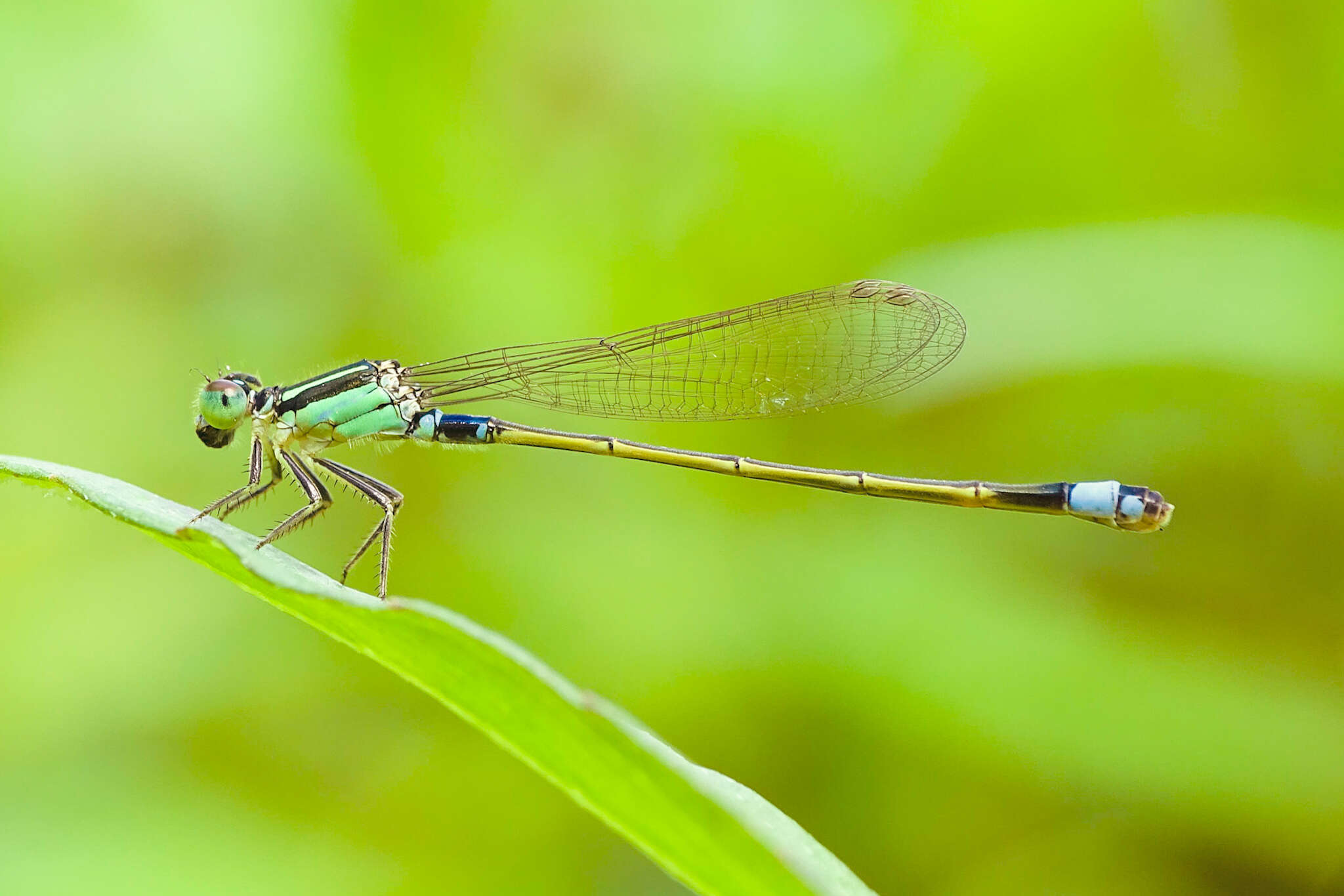 Image of Senegal bluetail