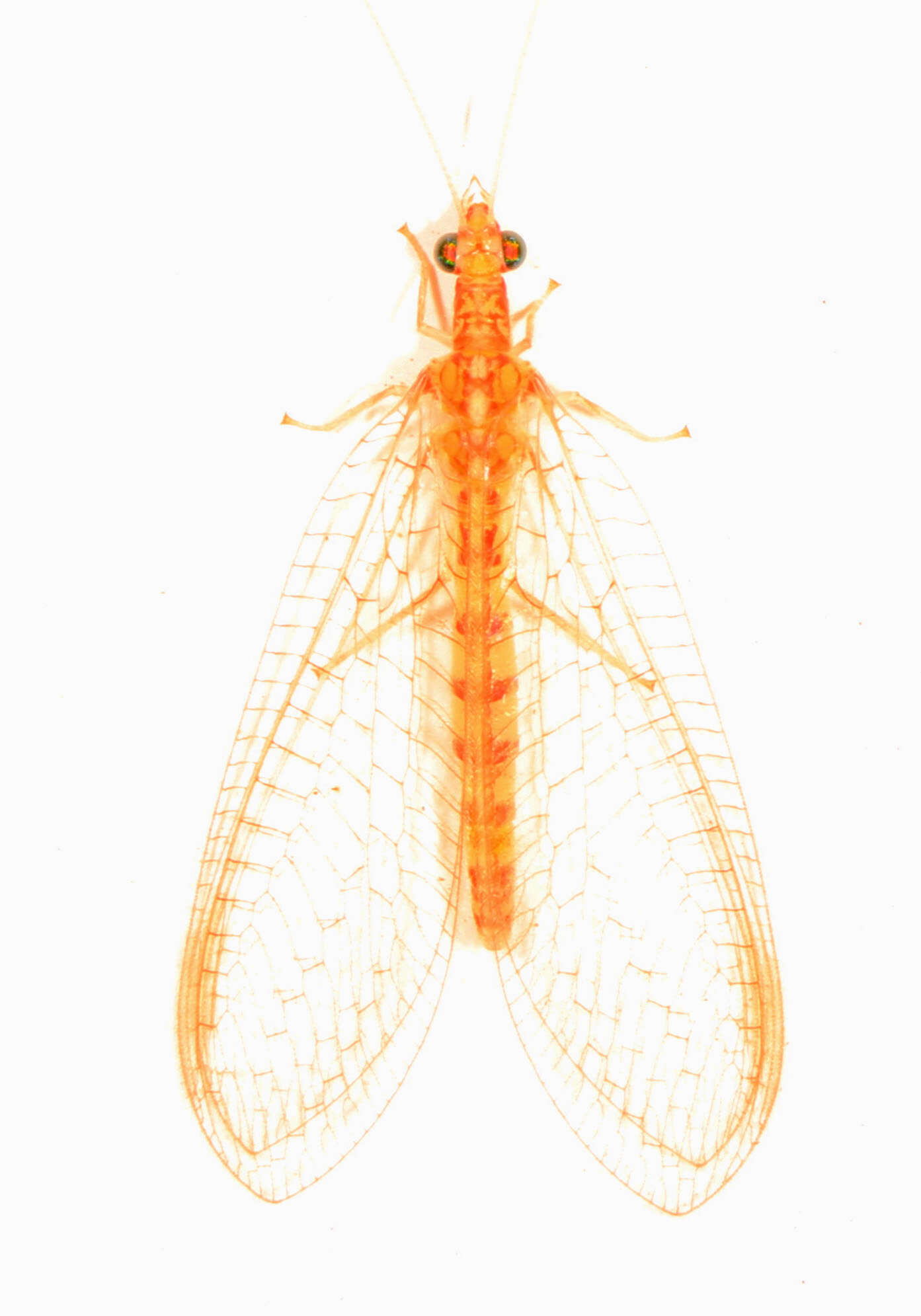 Sivun Chrysoperla rufilabris (Burmeister 1839) kuva