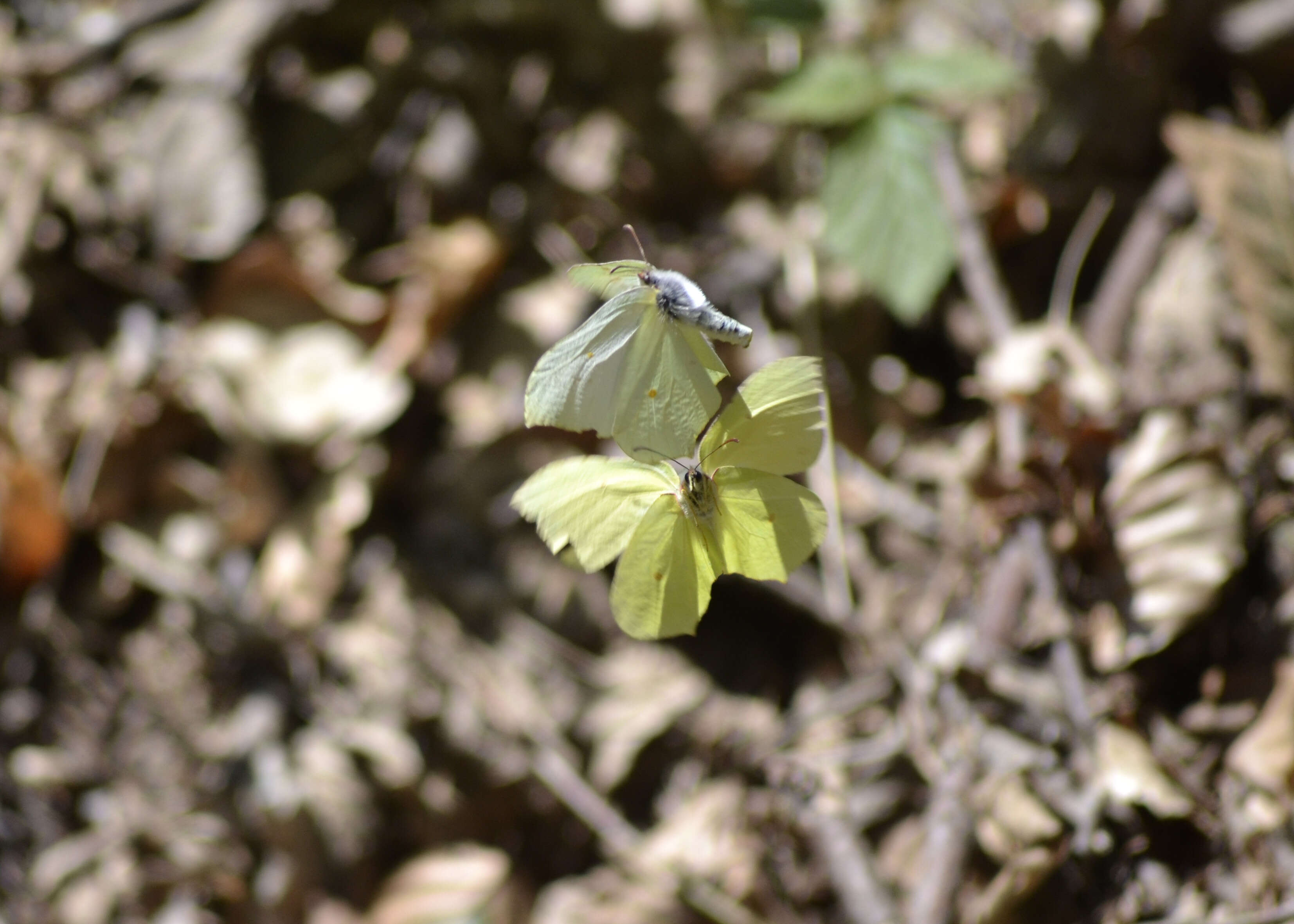 Imagem de Gonepteryx rhamni (Linnaeus 1758)