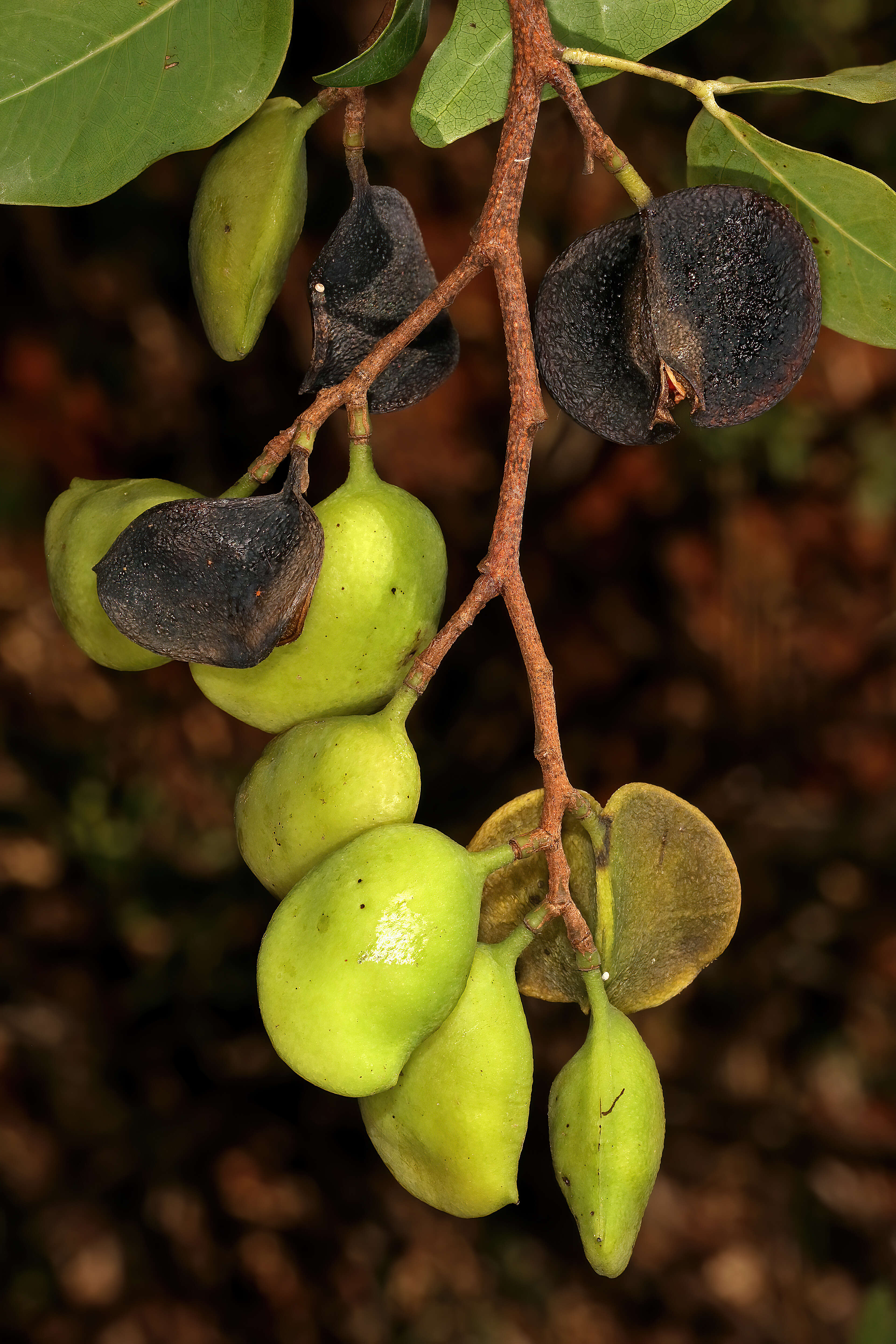 Image of Rhodesian copalwood