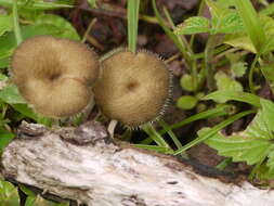 Image of Lentinus arcularius (Batsch) Zmitr. 2010