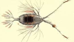 Image of Euchaetidae Giesbrecht 1893